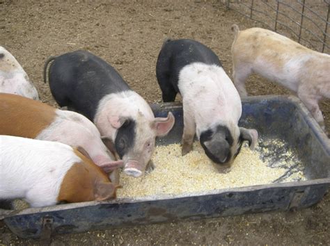 Marion Meat Pigs. . Feeder pigs for sale
